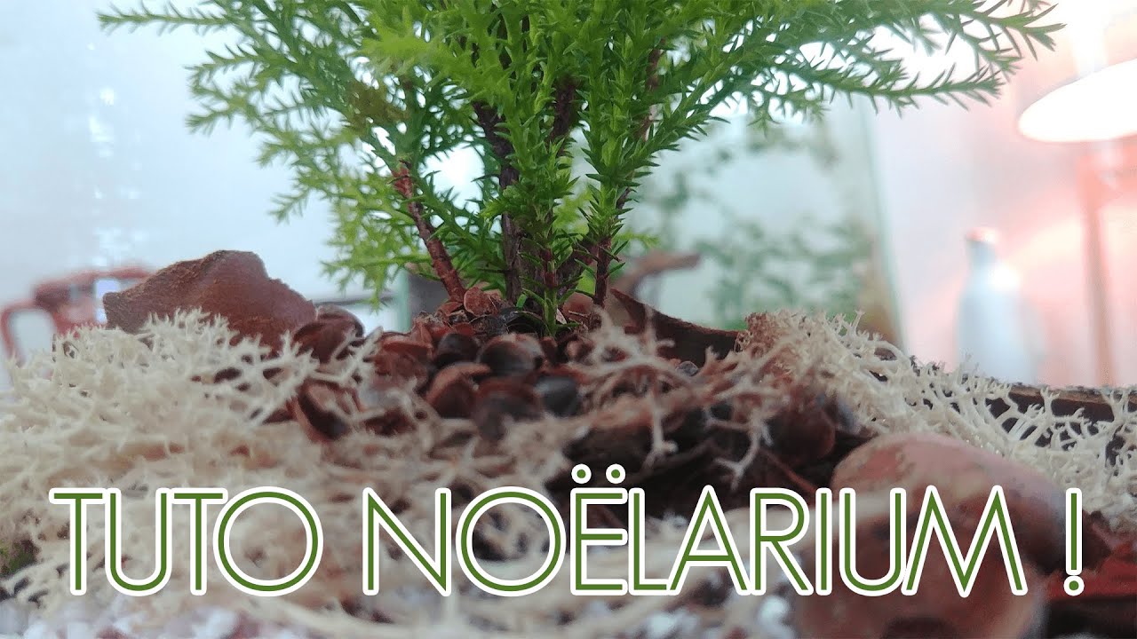 #TUTO Noëlarium 🎅🏻 ! Un terrarium Noël / Hiver | D-Terrariums 🎄