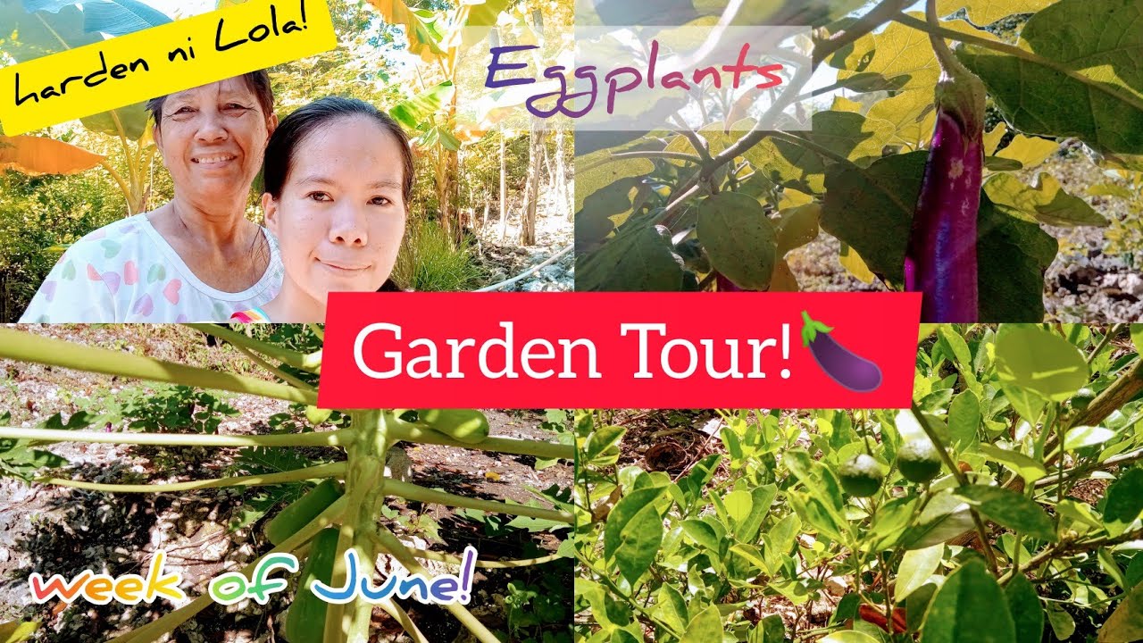 PINAS VLOG: Plants and Garden Tour!🇵🇭 |❤️ Marjorie Pitson