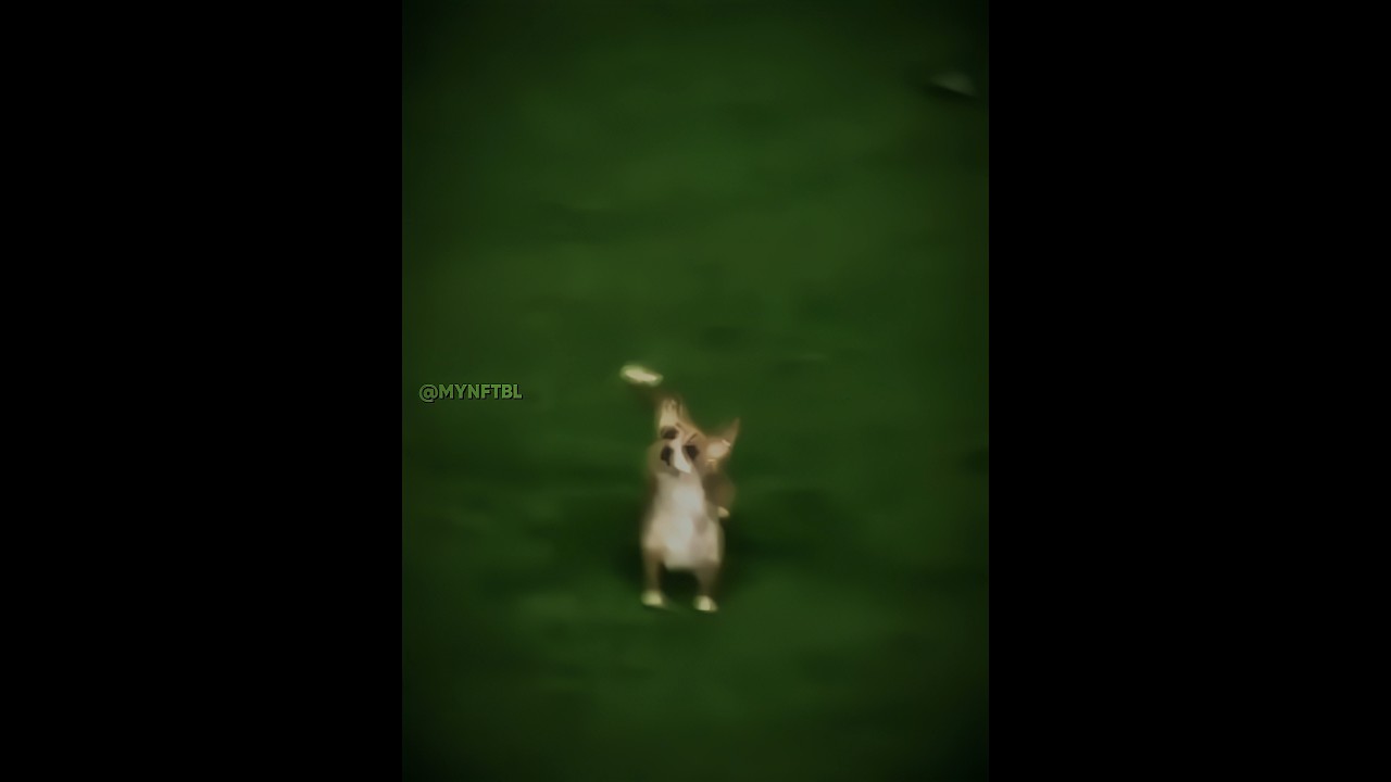 Animals in Football + Dog