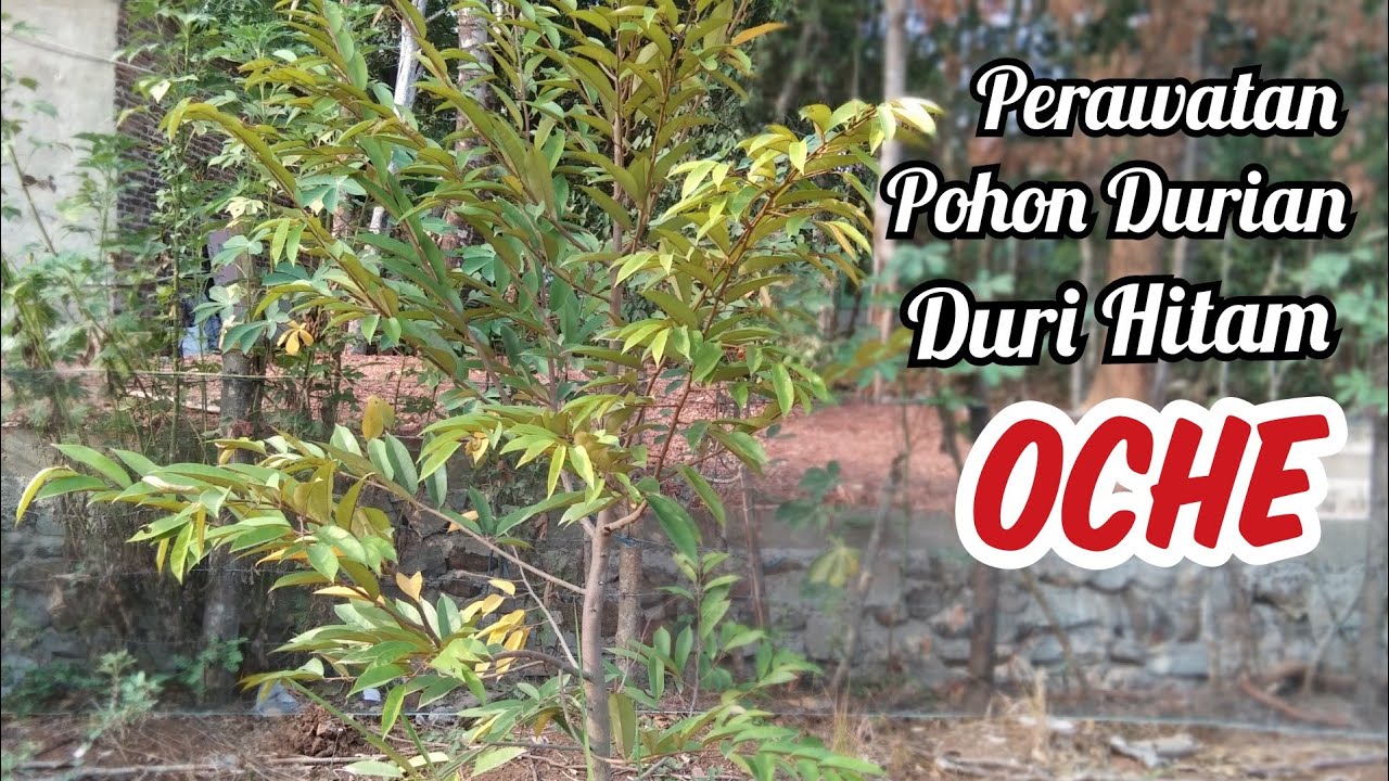 Perawatan Durian Oche (duri hitam) 
agar cepat berbuah