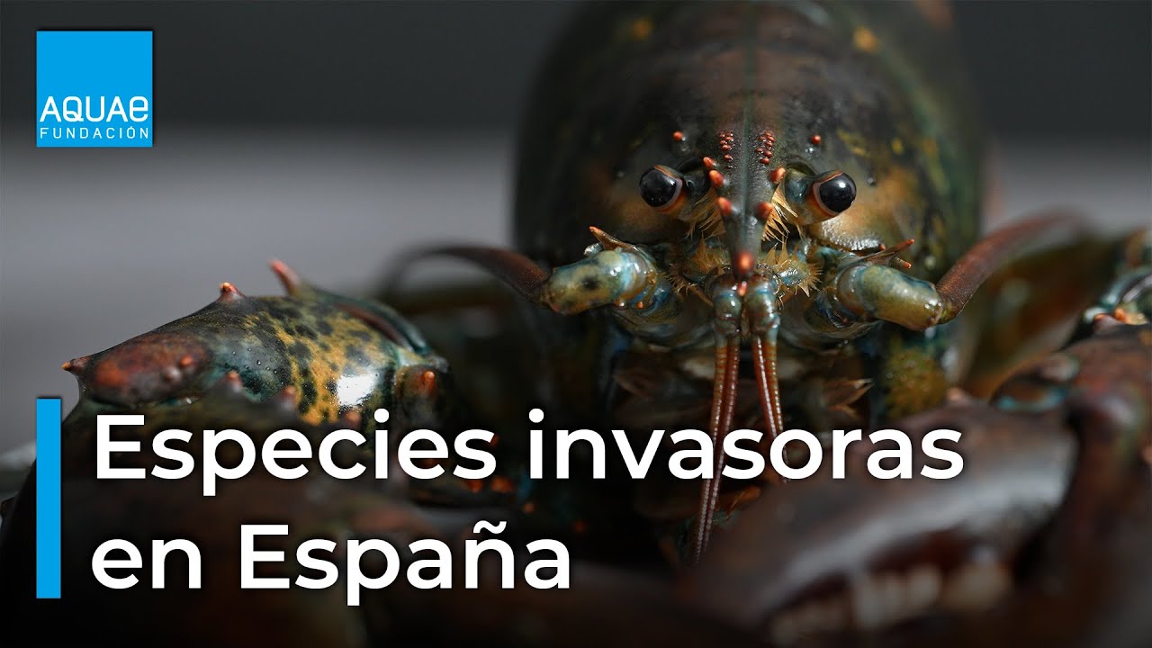 🦝🦜 Especies INVASORAS en ESPA&Ntilde;A 🦜 🦝