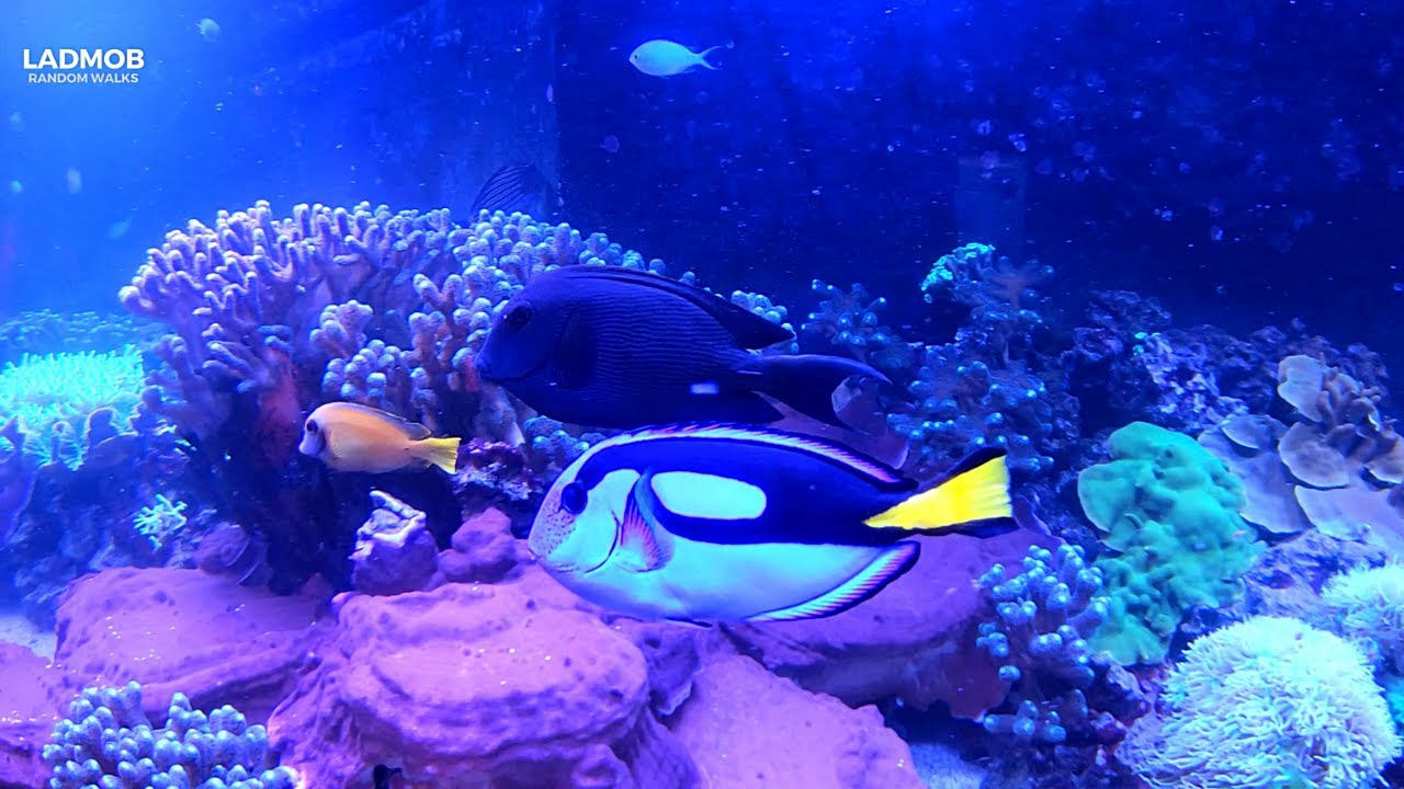London Aquarium Sea Life Center MUST SEE | London Touristic Attraction