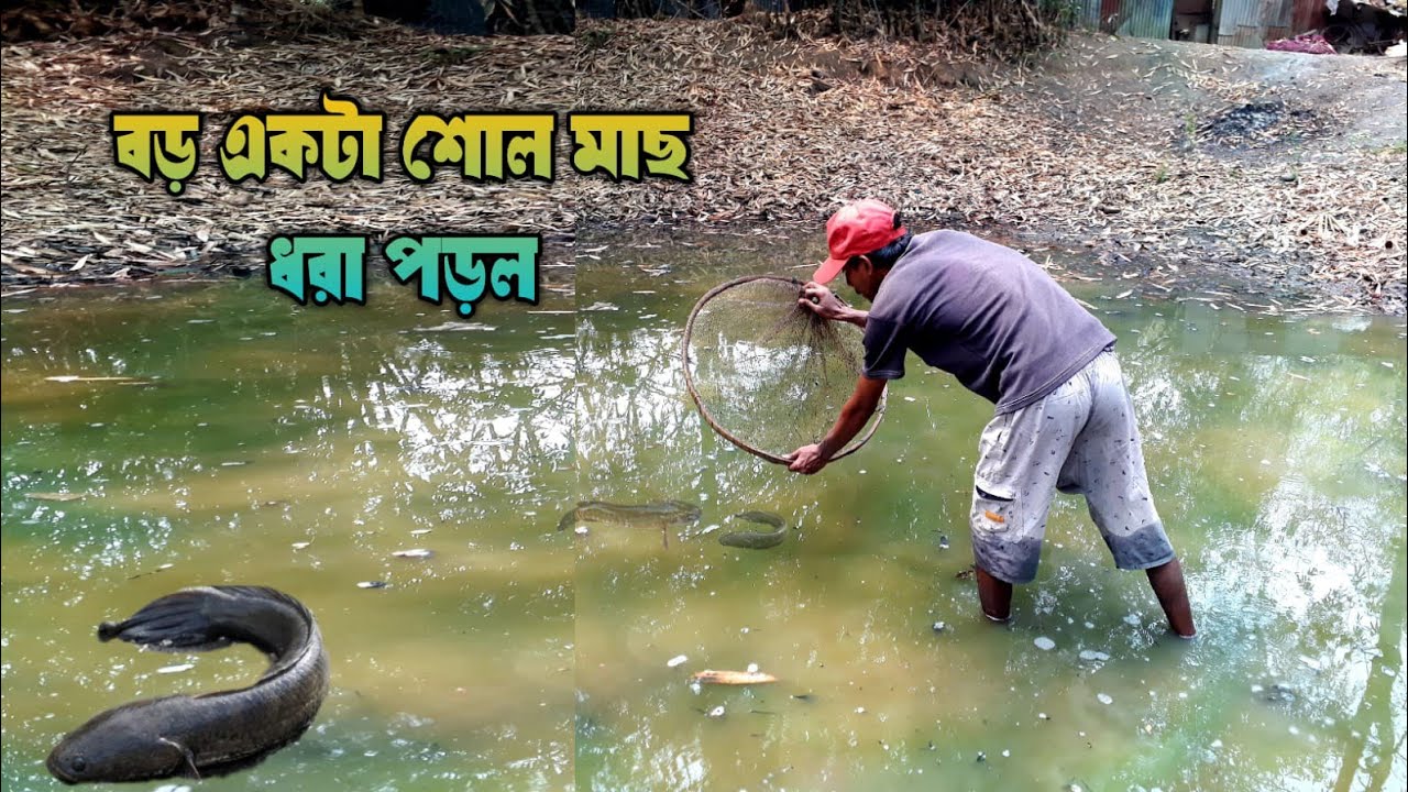 পুকুরে জল কমে যেতেই জাল চেপে মাছ ধরে রান্না খাওয়া|catching and cooking fish|fish video