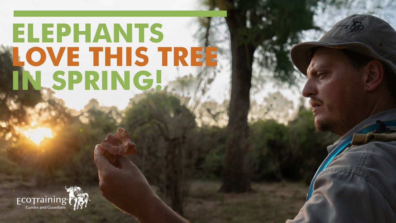 Flora Fridays: The Ana Tree | Elephants Love Its Seed Pods | EcoTraining