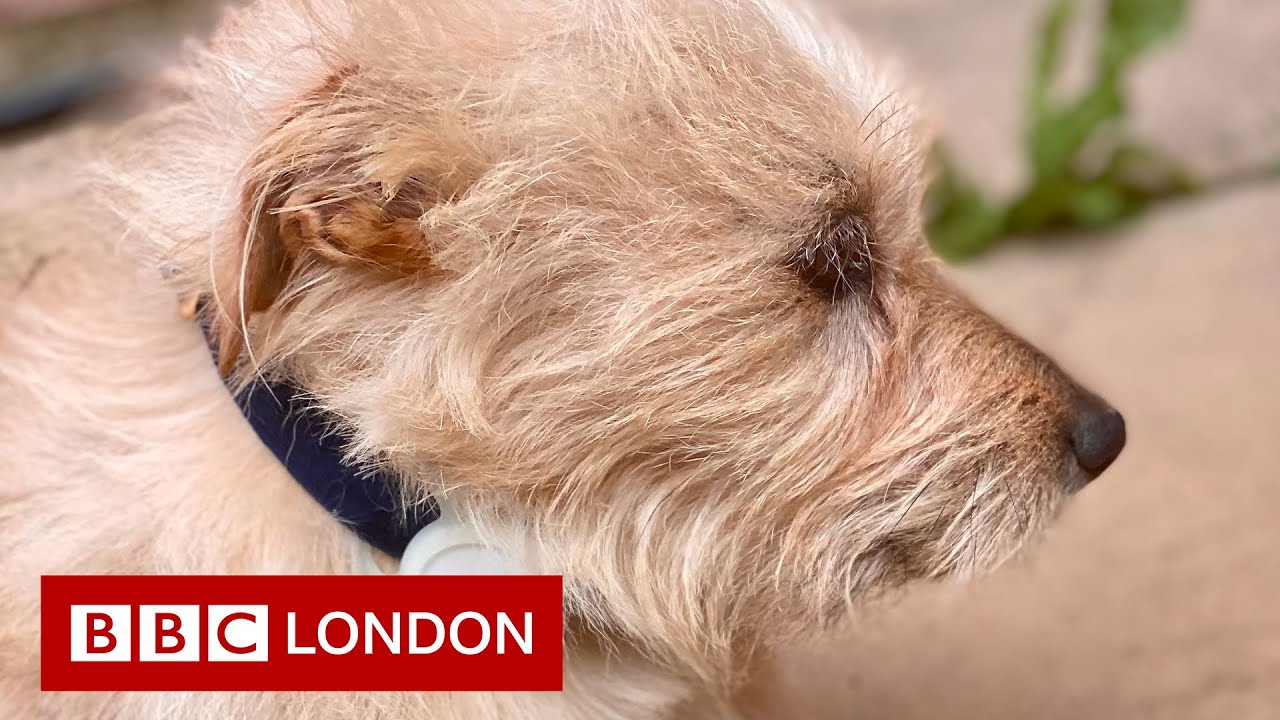 &lsquo;My dog travelled 50 miles on a wedding bus to Kent&rsquo;