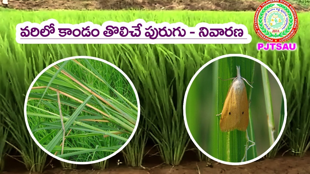 Paddy Stem Borer Management ll PJTSAU ll