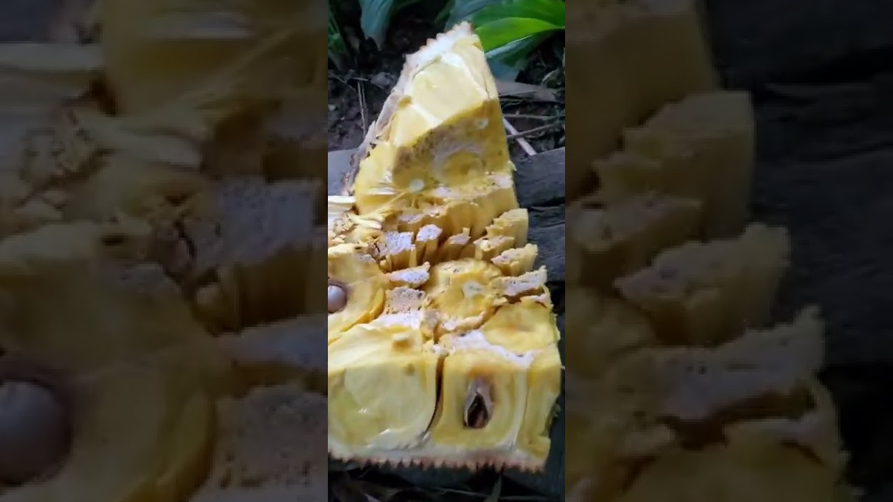 All Season Jackfruit(THAILAND)