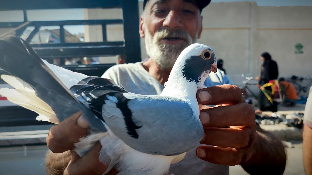 سوق الحمام والاسعار الطيور 