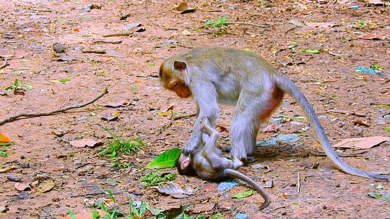 ...SO CUTE MONKEY...!