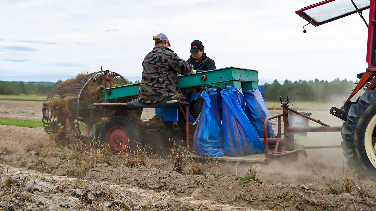 ZBIÓR ZIEMNIAKÓW 2024 - NAJGORSZY JEST PIERWSZY RZĄDEK!
