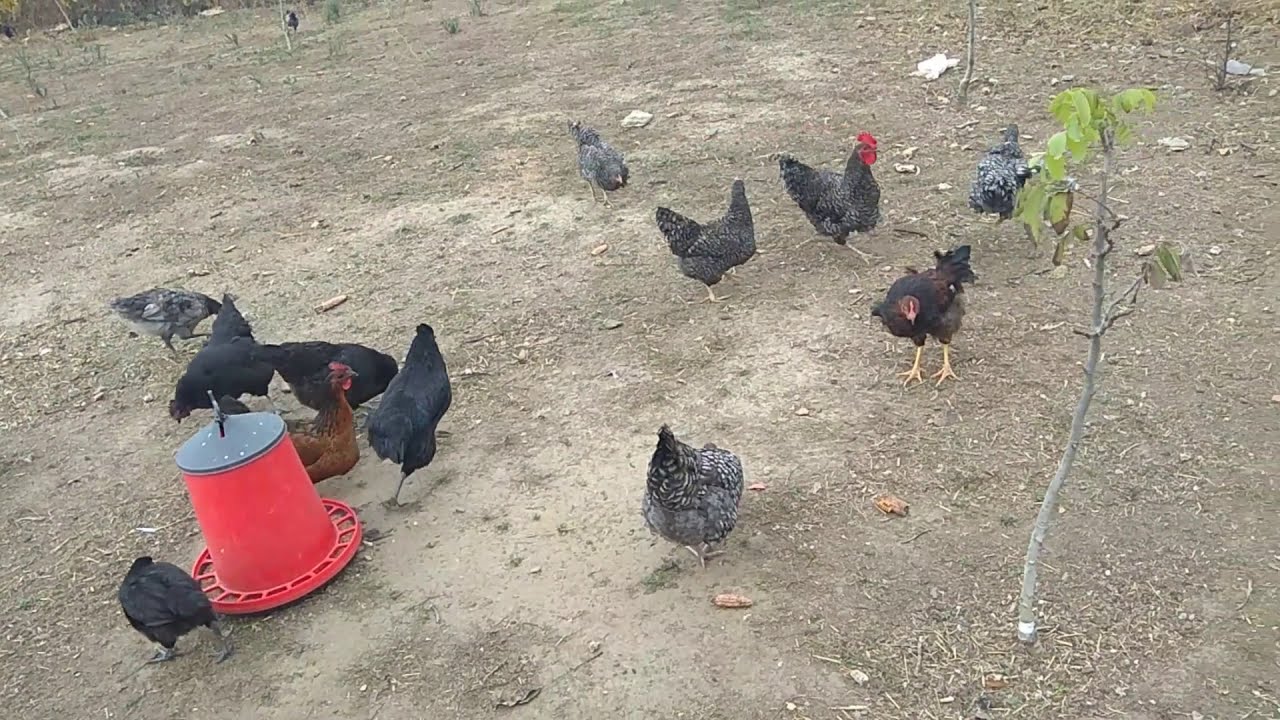 Tavuklar Neden Toprak Banyosu Yaparlar/Tavuk Biti Nasıl Ölür/Tavuklar neden kokar Buyurun Cevaplara