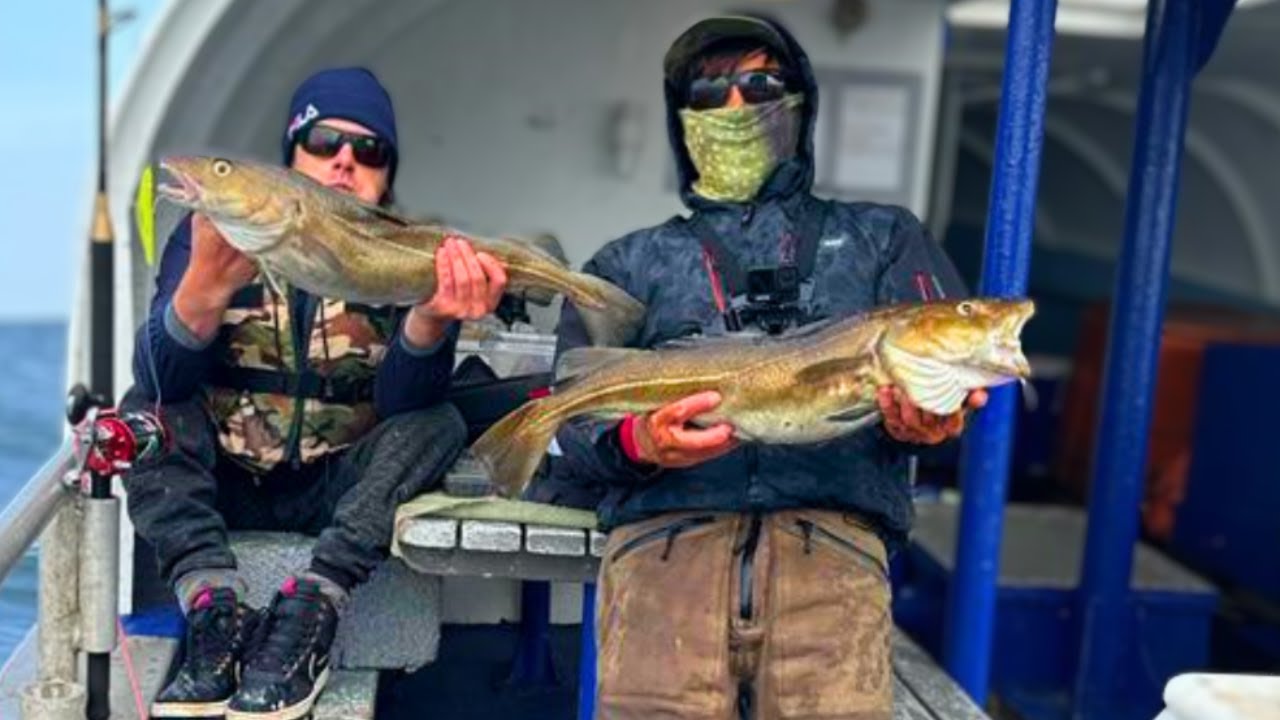 Zółta rafa Dania .Gule Rev Denmark M/S Muddi