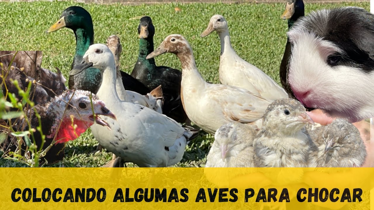 DIA DE MENEJO NO SÍTIO #AVES #CODORNA #PERIQUITOS #PASSAROS