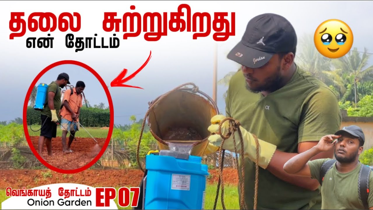 தலை சுற்றுகிறது, என் தோட்டம் | How to Grow Onions EP 07 | My Garden in Jaffna | Pavaneesan Garden