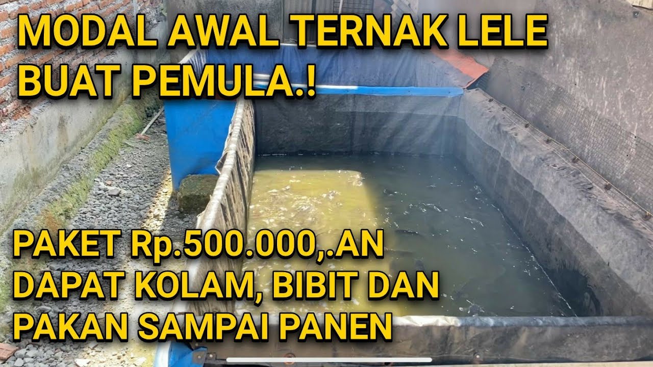 MODAL AWAL BUDIDAYA LELE BUAT PEMULA, 90% ANTI GAGAL.!