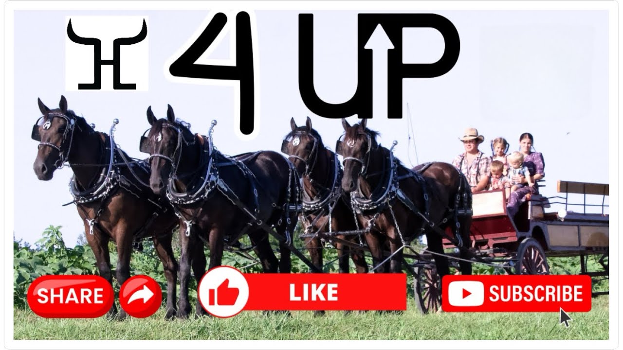 Why is this 4-Up Percheron Draft Horse Hitch for sale - Call 606-303-5669 Now!