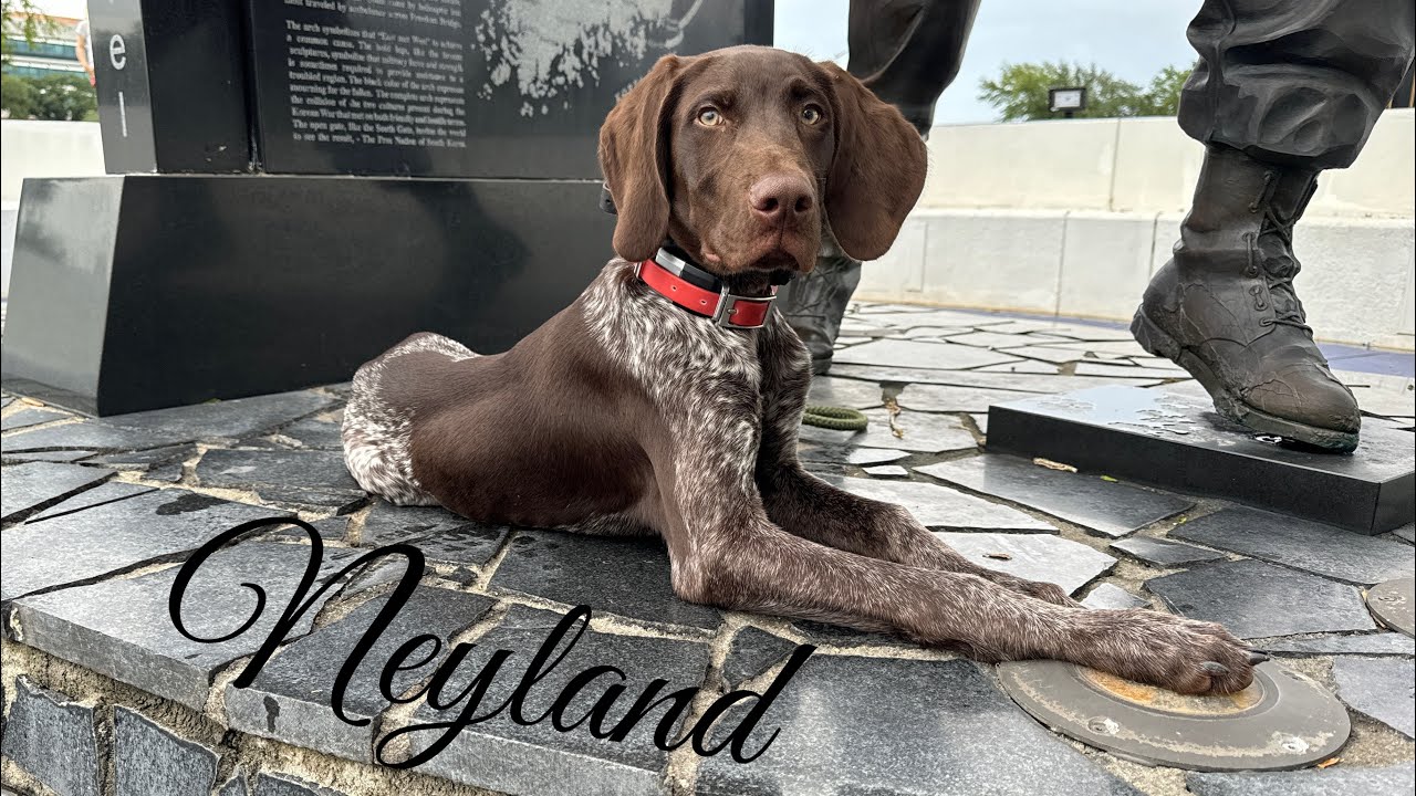 5mo German Shorthaired Pointer (Neyland) Community | Best Dog Trainers in Florida