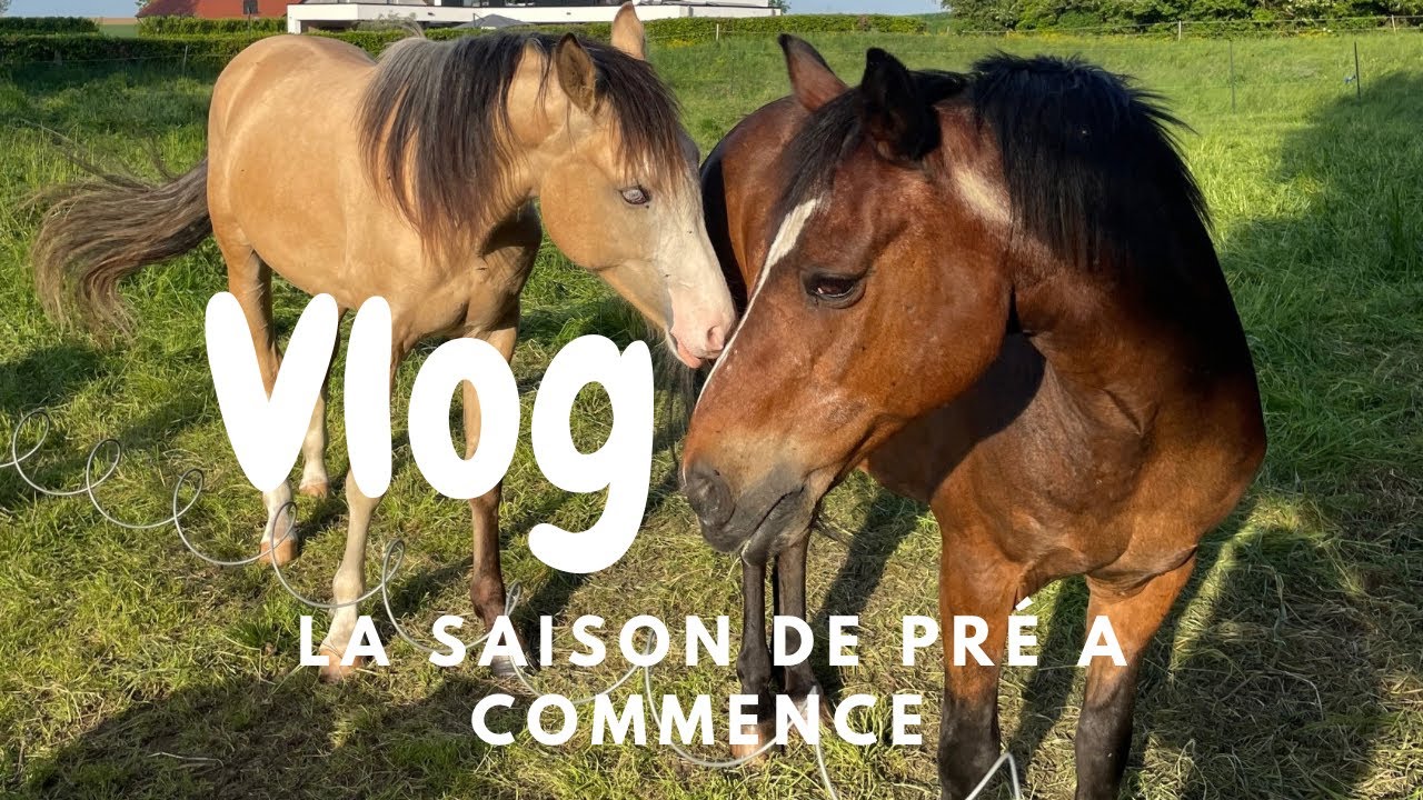 Vlog : retour au pré 🌱 dans la ration de mes chevaux - compléments