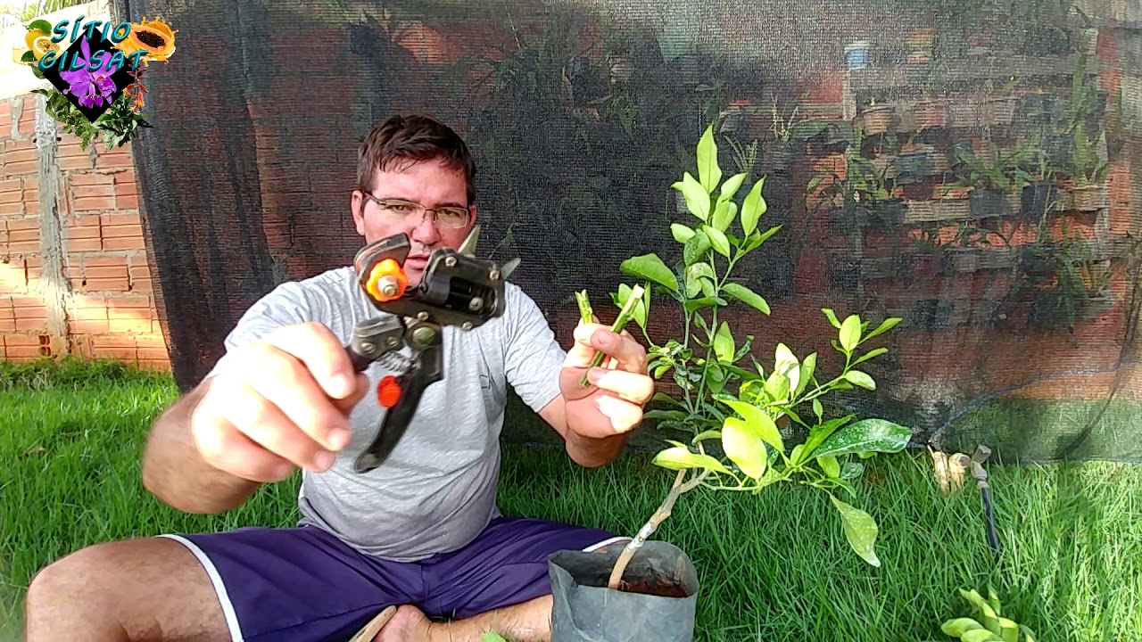 LARANJA E LIMÃO TAITI EM UM SÓ PÉ