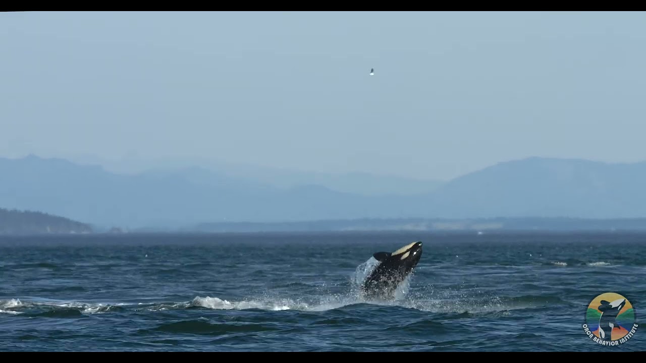 30 Bigg’s Killer Whales in Rosario Strait on August 13, 2023