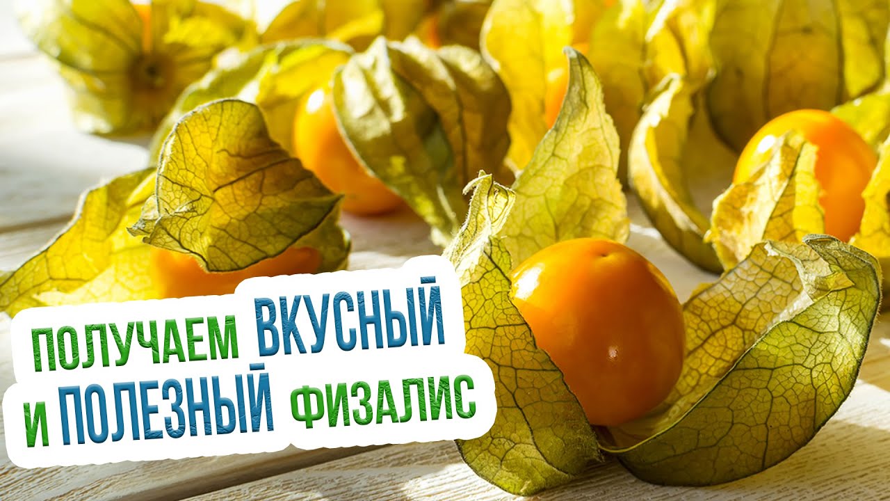 Физалис овощной и ягодный - сорта, выращивание и уход. Как вырастить съедобный физалис?