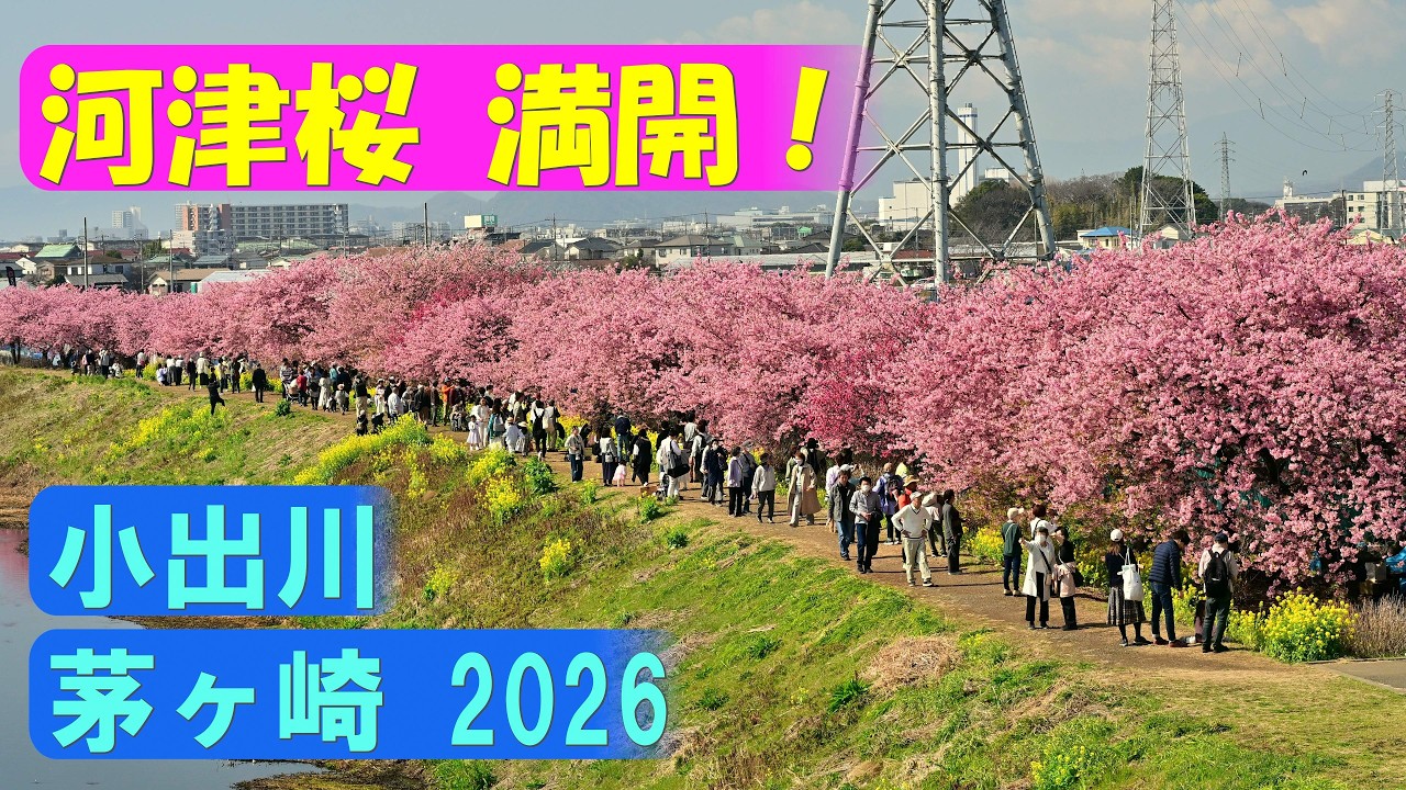 【4K】小出川「満開！河津桜」＠茅ヶ崎2026