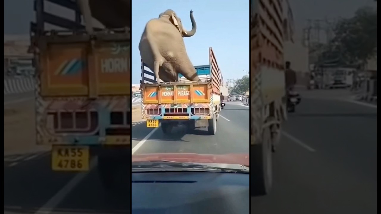 Unbelievable Highway Incident 🐘😱