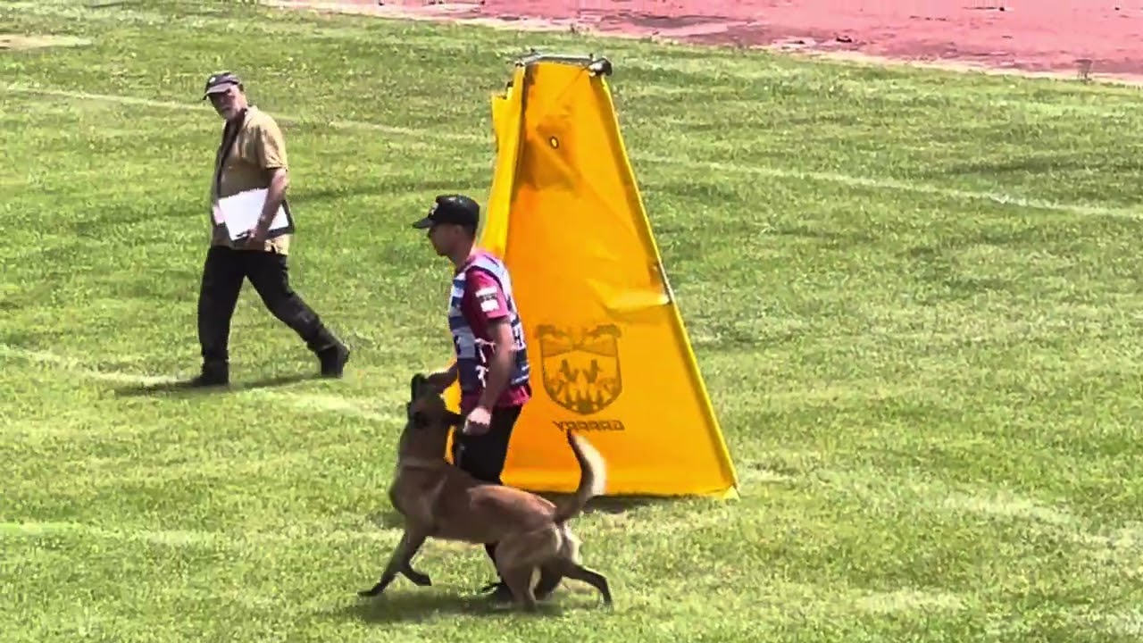 Fenyőfalvi Krisztián és “Shelby” FMBB World Championship C: disc. 2025.05. Greece