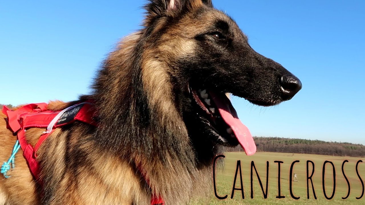 Can I Run with My Dog? | Canicross Training Running Gear | Belgian Shepherd Tervuren