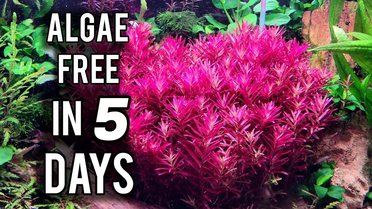 5 Tricks For An Algae Free Aquarium In 5 Days