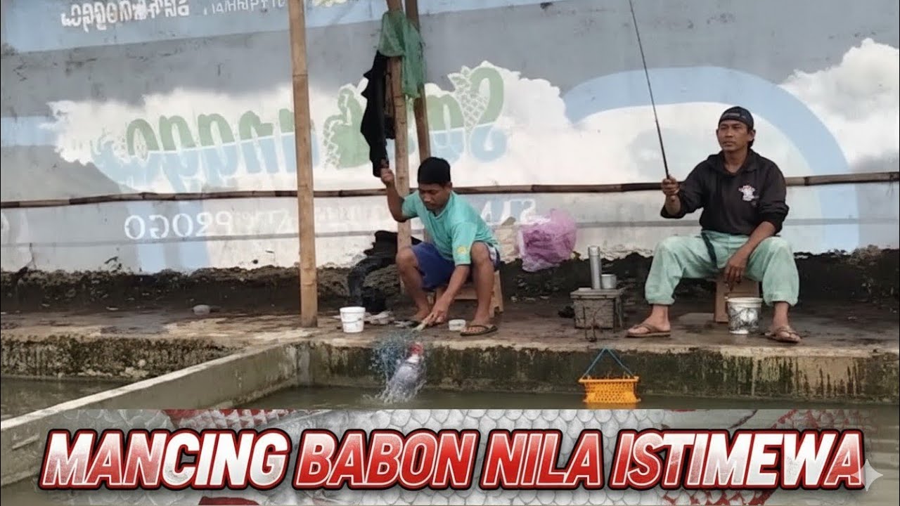 MANCING NILA BABON, MONSTER, BADAG (7) Nila merah dan hitam monster semua#mancing #mancingmania 