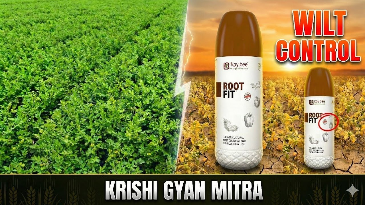 Wilt control in Bengalgram 💯 #RootFit #ఎండు #బూజు#indianagriculture  #WiltingSolution#FarmersIndia