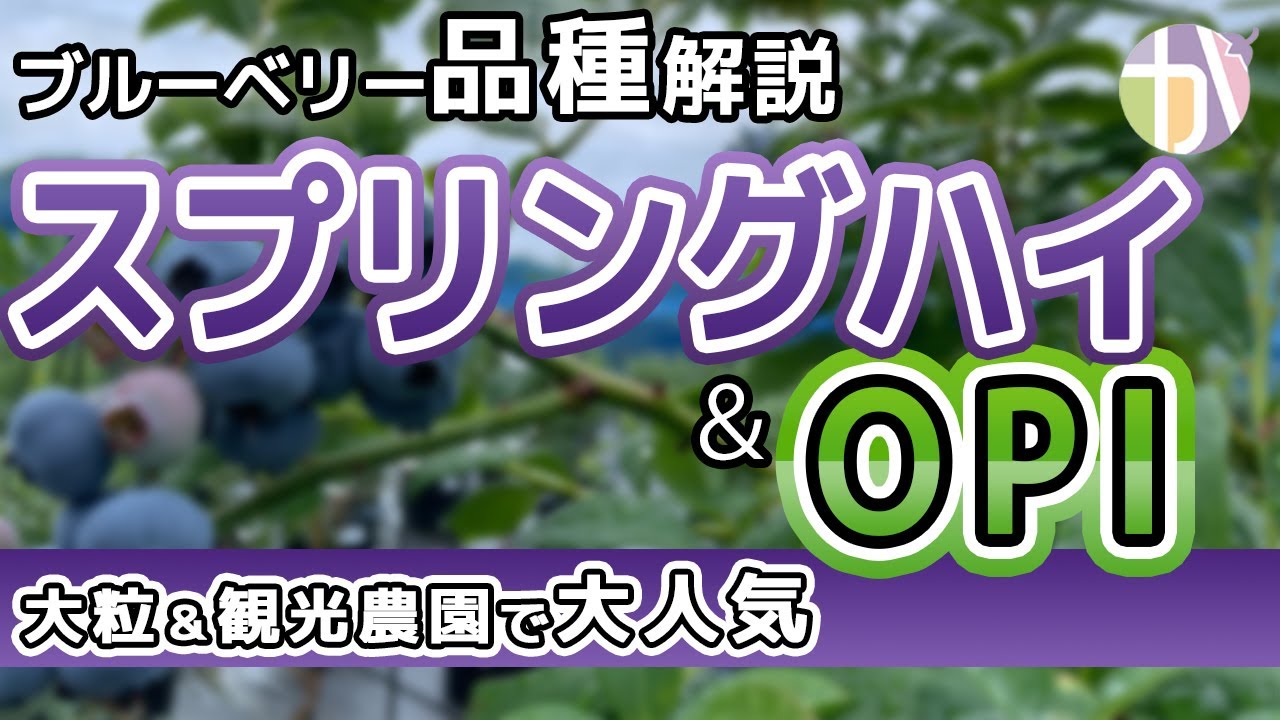【ブルーベリー品種比較】OPI＆スプリングハイの特徴と育て方｜大粒＆甘い人気品種解説