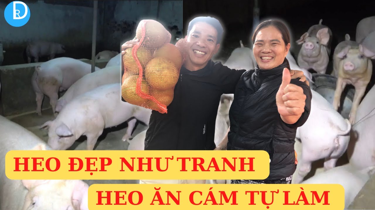 Chủ trại HẠNH PHÚC khi TỰ LÀM CÁM , Heo ĐẸP NHƯ TRANH, GIÁ 50 Vẫn LÃI TO