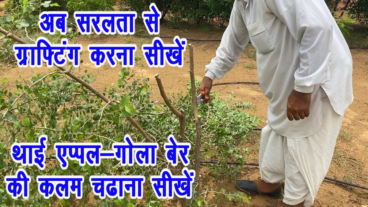 थाई एप्पल और गोला बेर झाड़ी की सरल ग्राफ्टिंग करना सीखें|| Garafting करना सीखें || थाई एप्पल की कलम