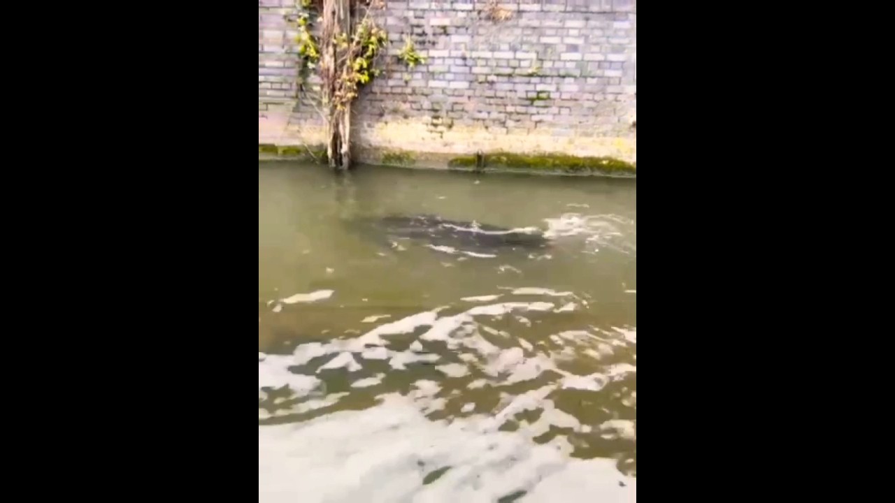 River Thames monster #swimmingwithsharks #fishing #seals #river thames