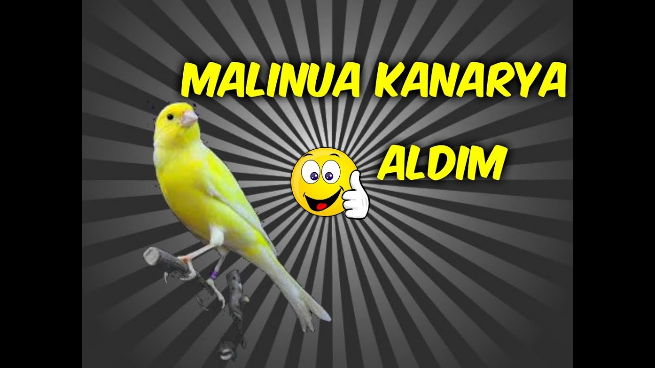 MALİNUA (waterslager) IRKI KANARYA ALDIM ll MÜKEMMEL ÖTÜŞ ll