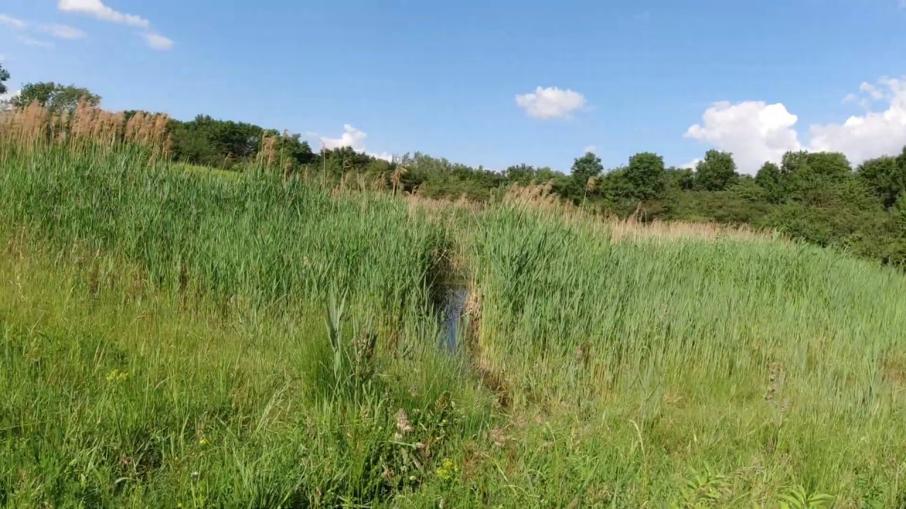 Donauinsel: Der versteckte Schilfteich