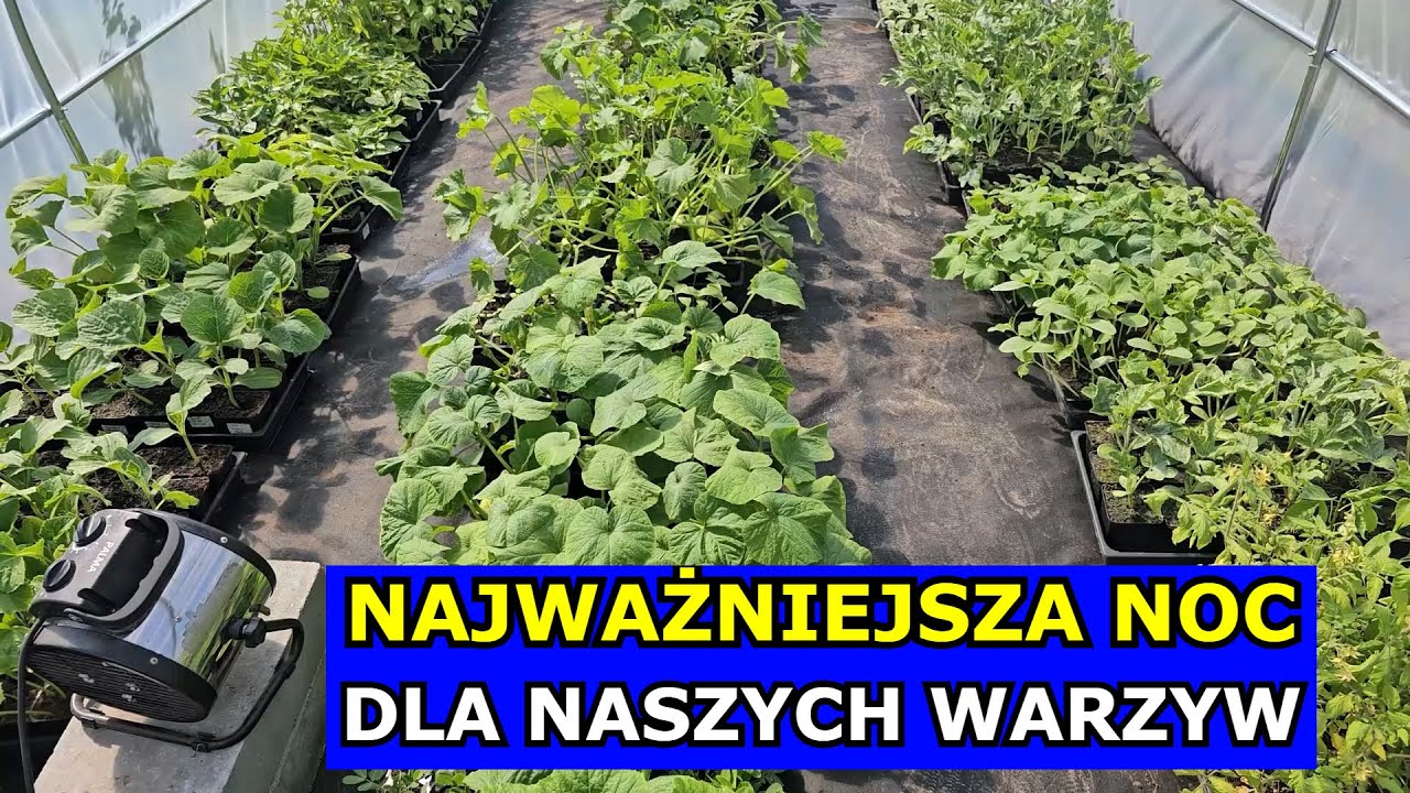 Będą Przymrozki. Padną Pomidory, Og&oacute;rki, Arbuzy, Cukinie. Przygotuj się Najważniejsza Noc dla Warzyw