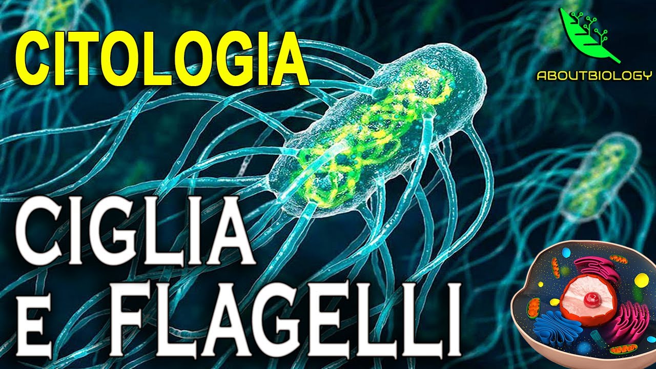 CIGLIA E FLAGELLI, La motilità cellulare. -Citologia Approfondimento