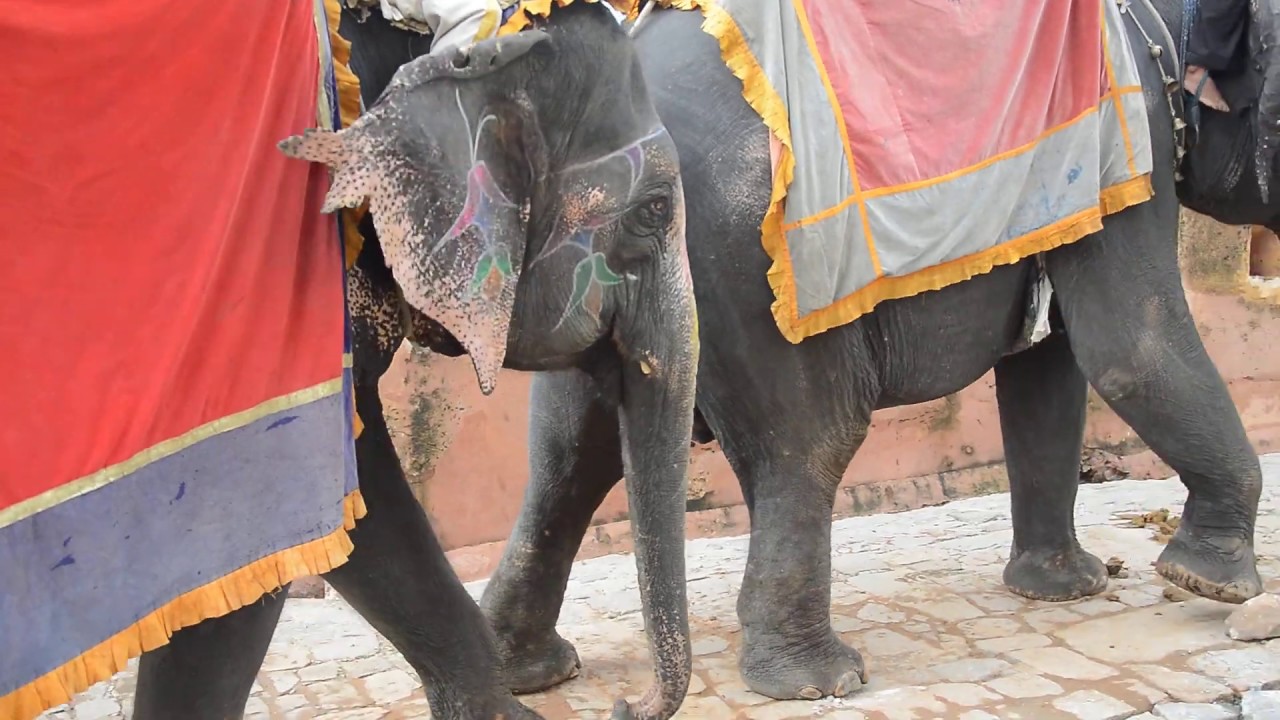Elephant Cruelty at Amer Fort ( Elephants are not for Entertainment)