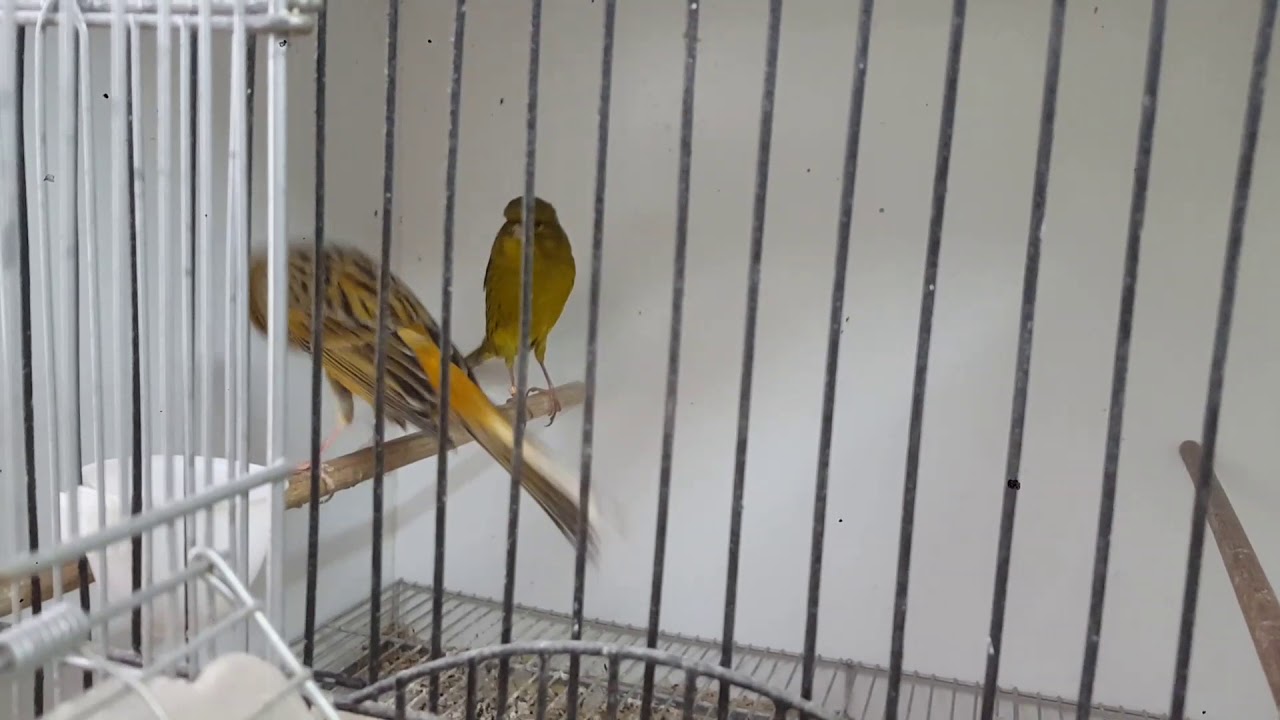 My Yorkshire breeding pairs
