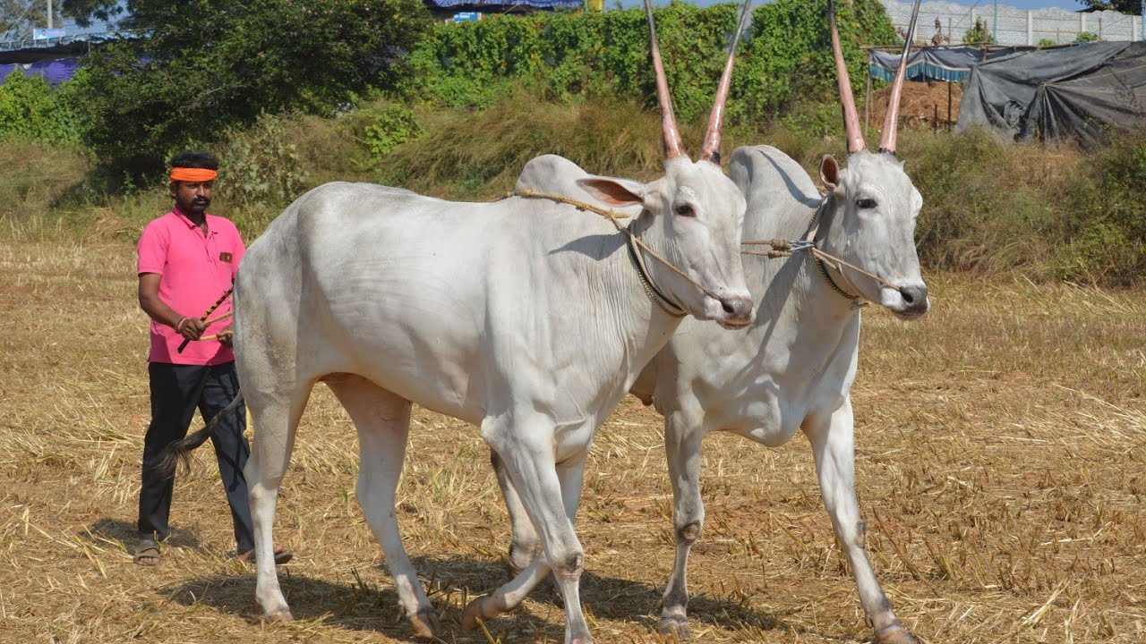 ಭಟ್ರು ಹನುಮಂತರಾಜು ಅವರ ₹16,50,000/-ಮೊತ್ತದ ಬೃಹತ್ ಹಳ್ಳಿಕಾರ್ ಹೋರಿಗಳು!!