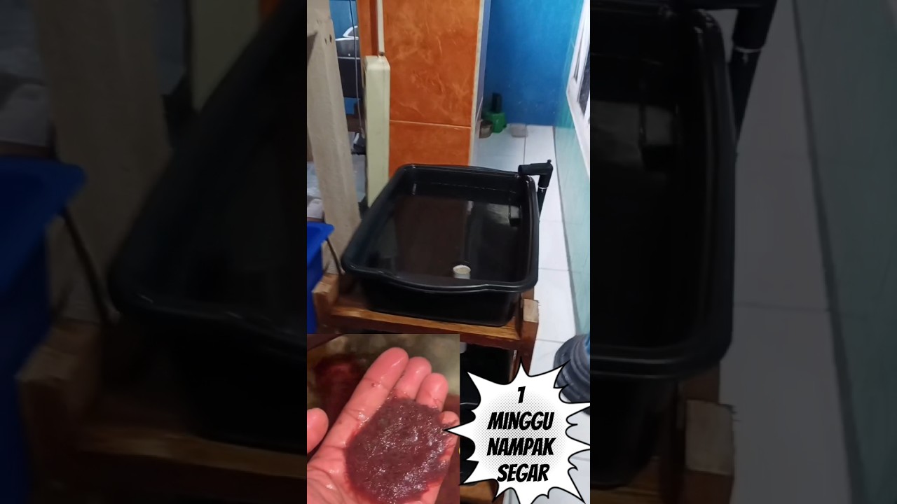 Bikin rak+set up cacing sutra agar tetap awet & segar