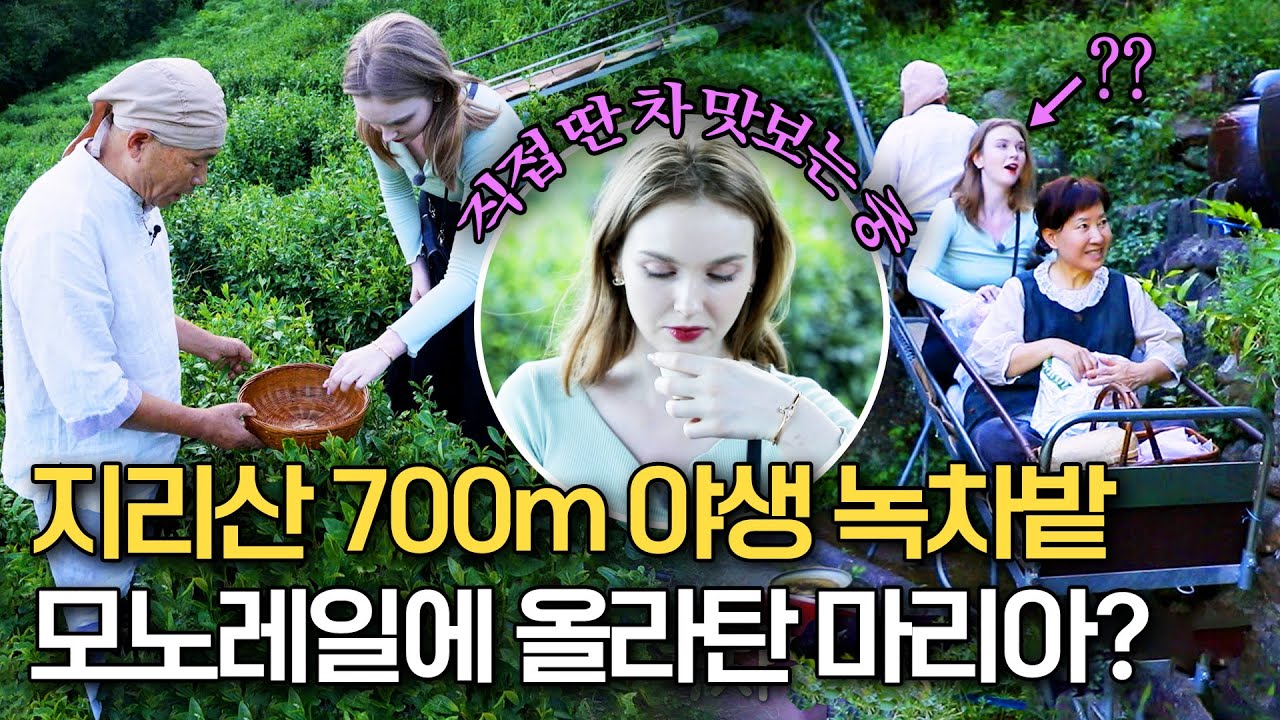 트로트 가수 마리아 지리산 700m 높이에 있는 야생 녹차밭 체험기🍃 