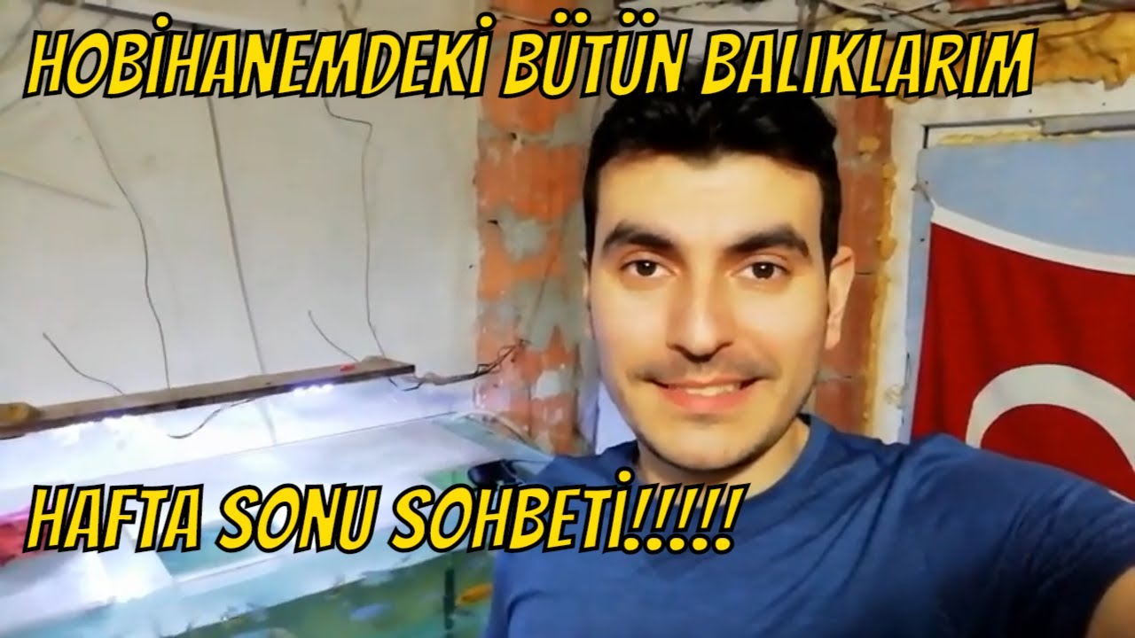 akvaryum odası,bütün balıklarım,lepistes,ciklet balığı,vatoz,sarı prenses,auratus,portakal