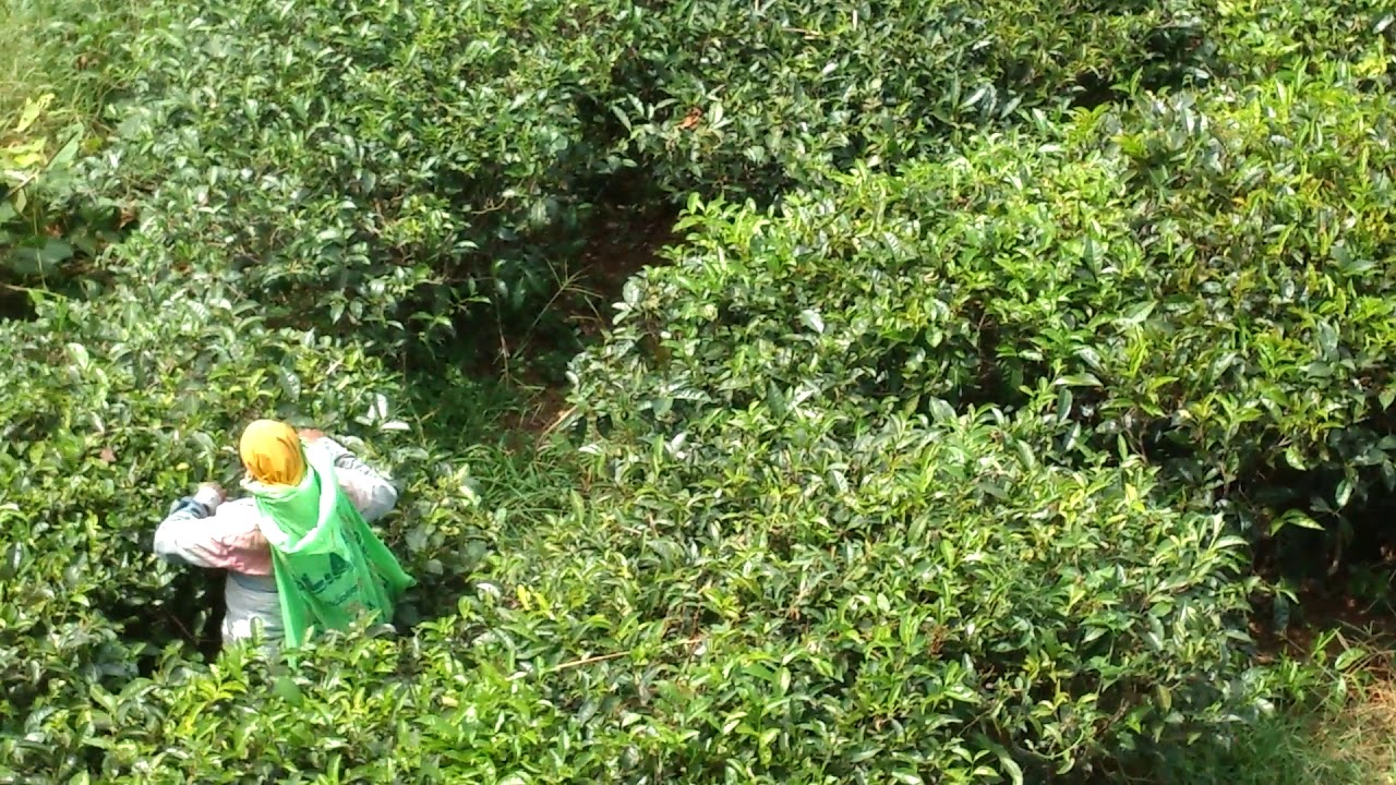 Ella Tea Pluckers, Sri Lanka 2018