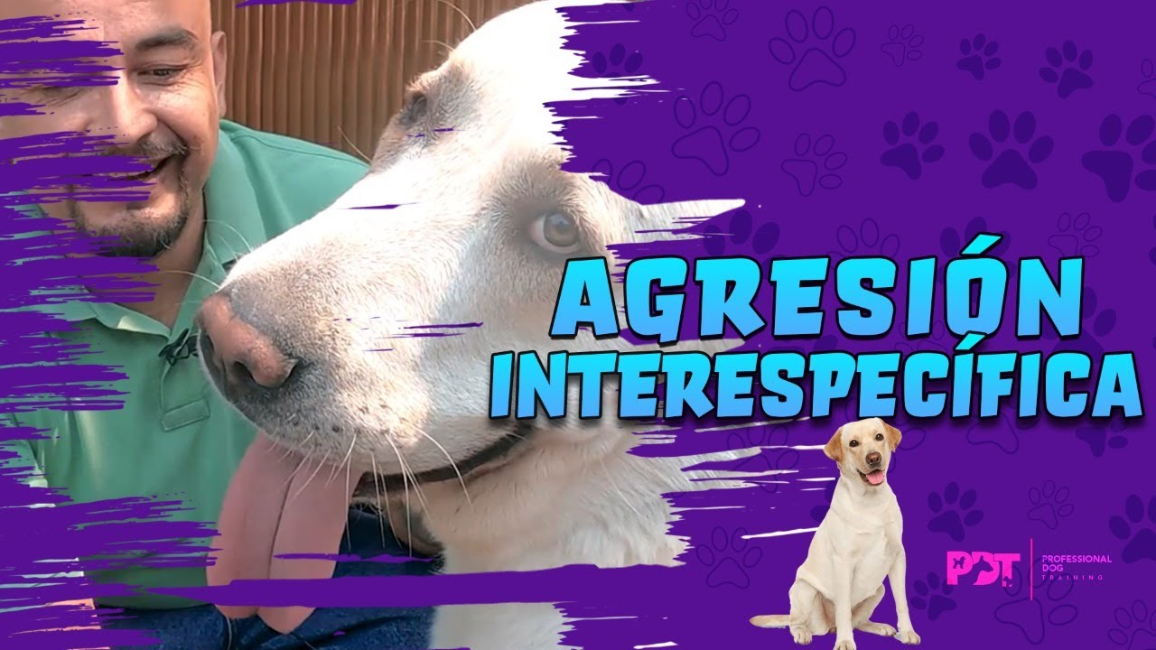 REHABILITACI&Oacute;N de Pastor Alabai AGRESIVO | Professional Dog Training