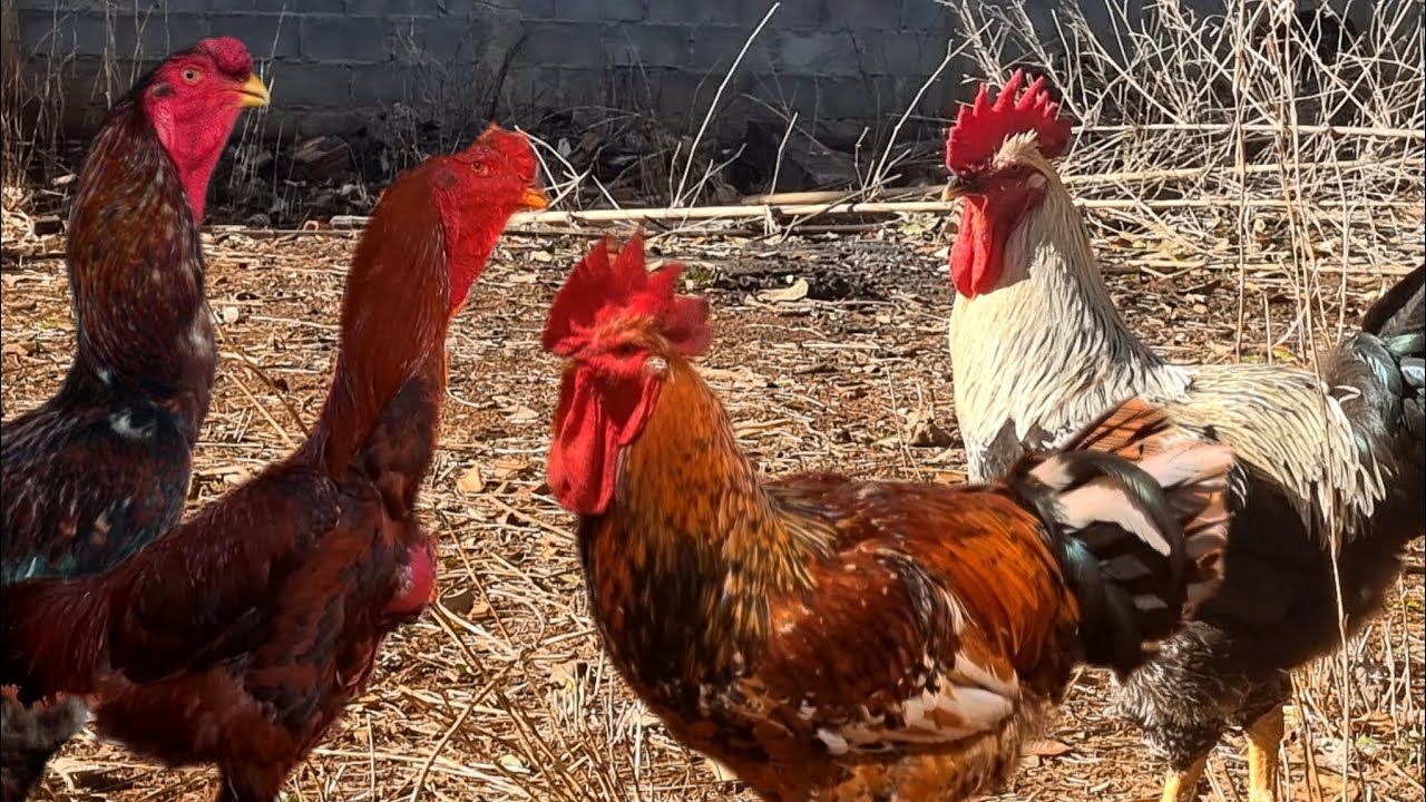 GALOS que MUDAM QUALQUER CRIAÇÃO 