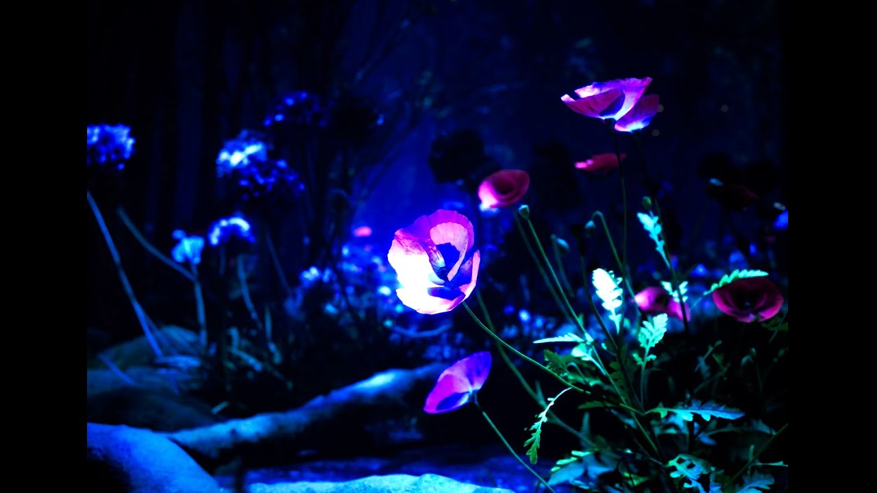 Bryn - No Man (Official Lyric Video)